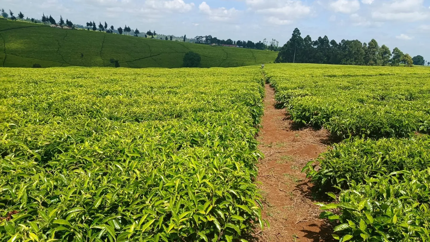 PRIME LAND FOR SALE MURANG'A COUNTY-GATANGA