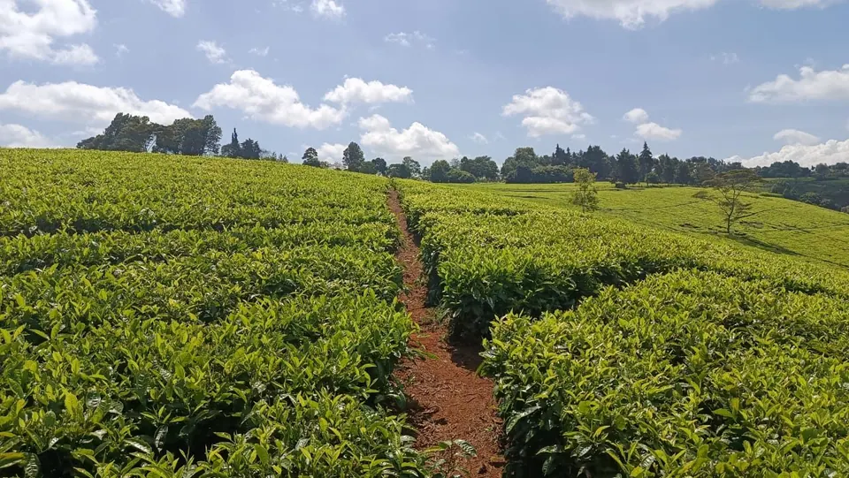 PRIME LAND FOR SALE MURANG'A COUNTY-GATANGA
