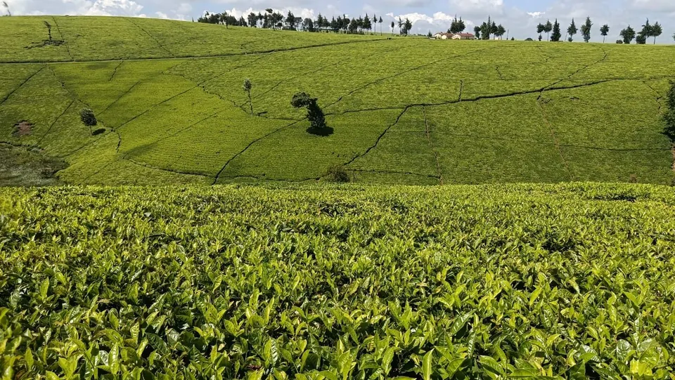 PRIME LAND FOR SALE MURANG'A COUNTY-GATANGA