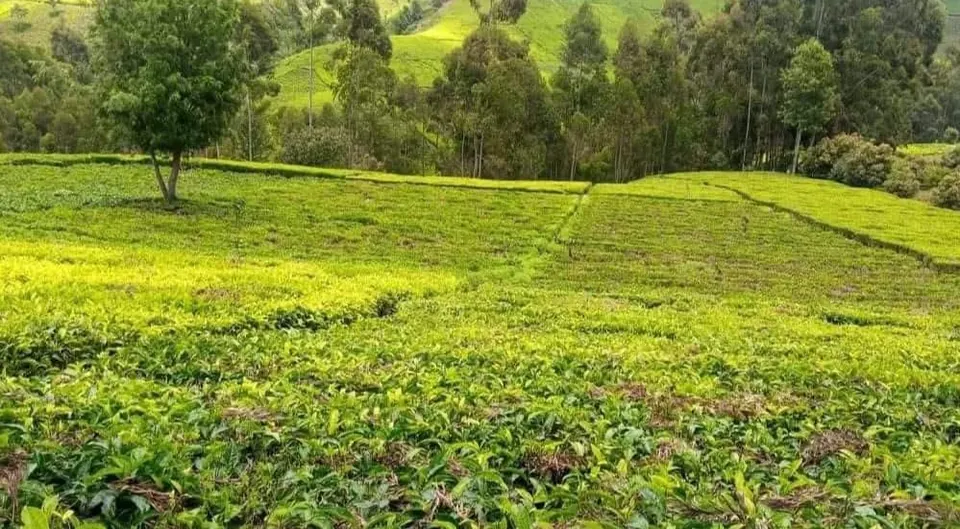 PRIME LAND FOR SALE MURANG'A COUNTY-GATANGA