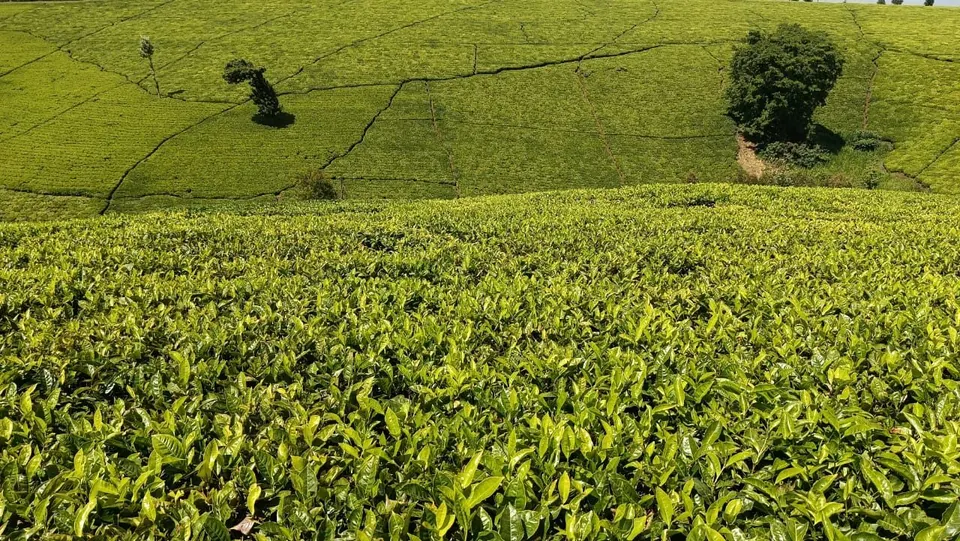 PRIME LAND FOR SALE MURANG'A COUNTY-GATANGA